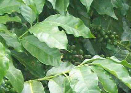 coffee plant